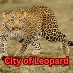 City of Leopard