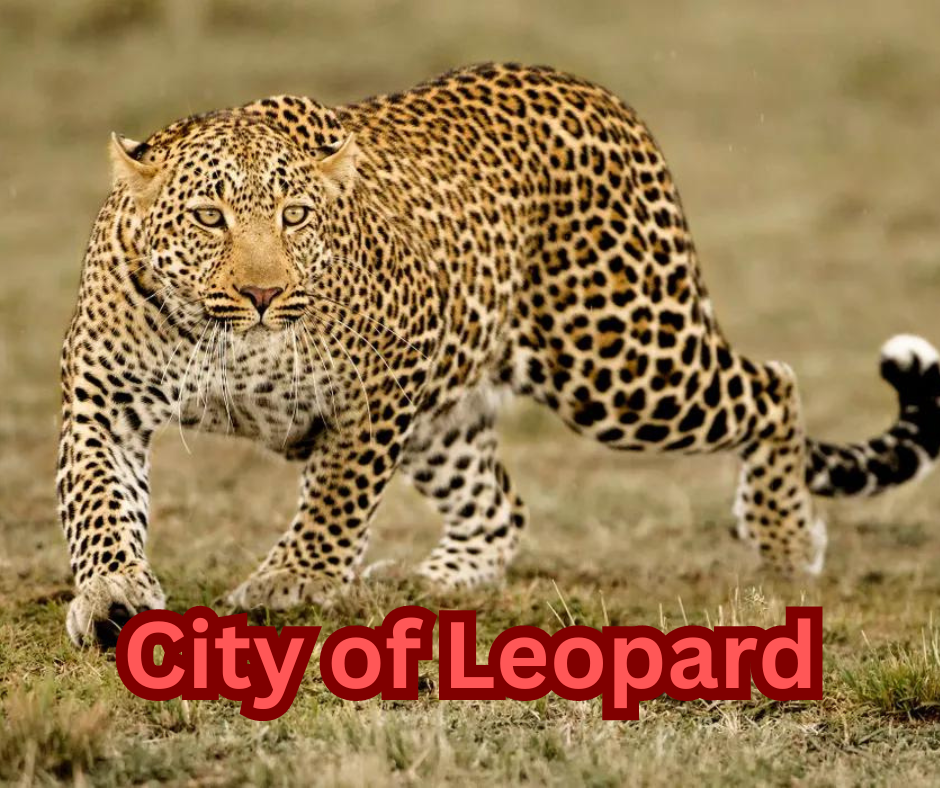 City of Leopard