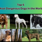 Top 5 Most Dangerous Dogs in the World