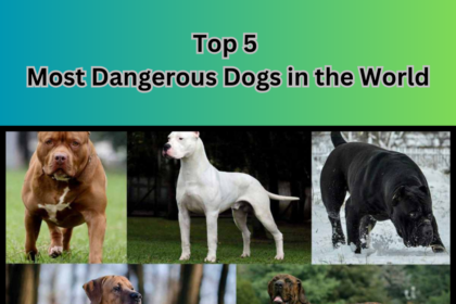 Top 5 Most Dangerous Dogs in the World