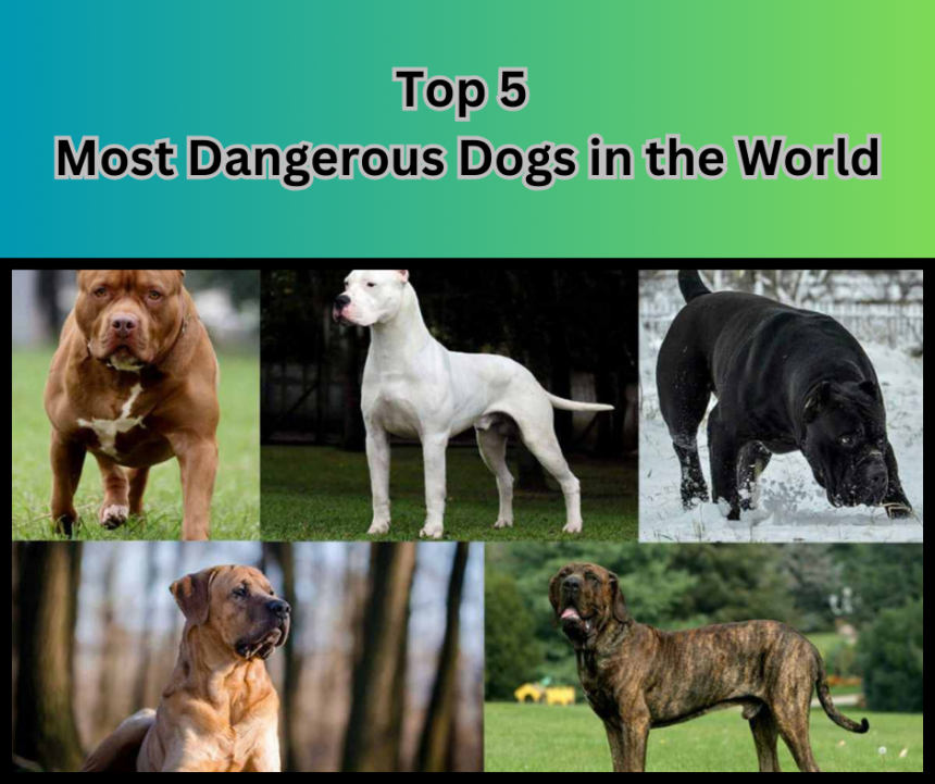 Top 5 Most Dangerous Dogs in the World