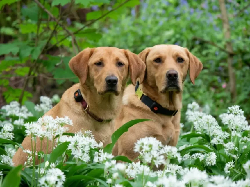 Top 5 Most Friendly Dogs